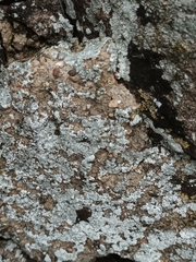 Physcia caesia