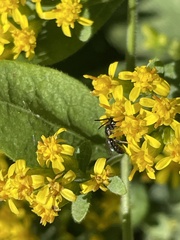 Dialictus