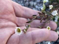 Dichodon cerastoides