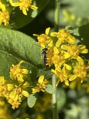 Dialictus