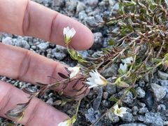 Dichodon cerastoides