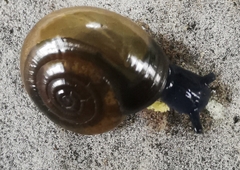 Oxychilus draparnaudi