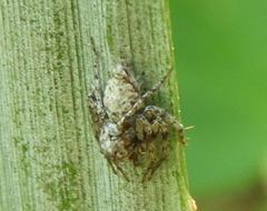 Hamataliwa