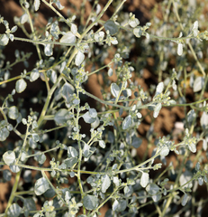 Dicoria canescens