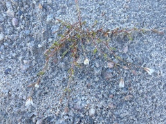 Dichodon cerastoides