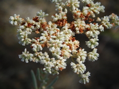 Eriogonum annuum