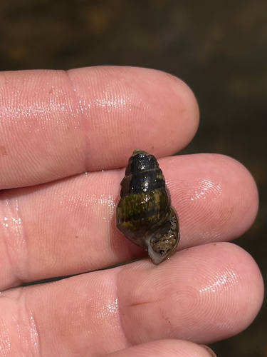 taxonomy_inaturalist image for Elimia bullula