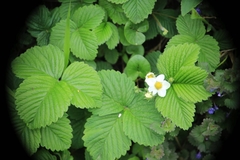 Fragaria moschata