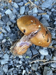 Tricholoma aurantium