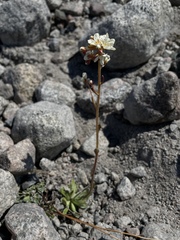 Saxifraga paniculata