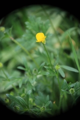 Ranunculus bulbosus