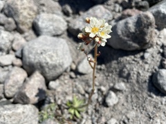 Saxifraga paniculata