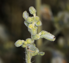 Dicoria canescens