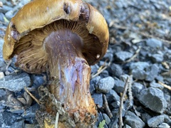 Tricholoma aurantium