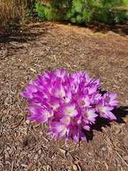 Colchicum bivonae
