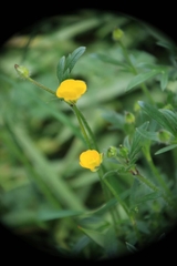 Ranunculus bulbosus