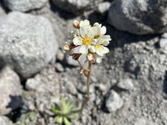 Saxifraga paniculata