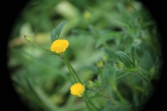 Ranunculus bulbosus