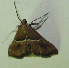 Endotricha consobrinalis