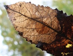 Heterarthrus microcephalus