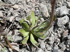 Saxifraga paniculata