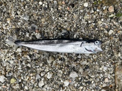 Enchelyopus cimbrius