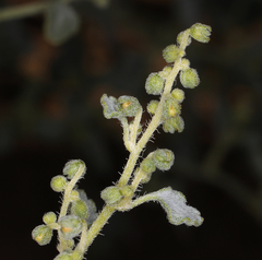 Dicoria canescens