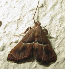 Endotricha consobrinalis