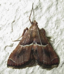 Endotricha consobrinalis