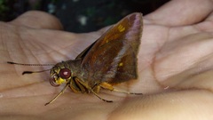 Talides sergestus