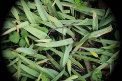 Tulipa sylvestris