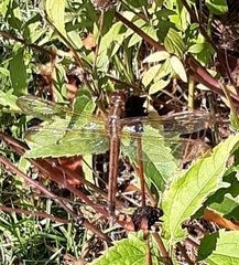 Libellula