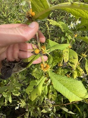 Triosteum aurantiacum