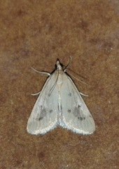 Achyra nudalis
