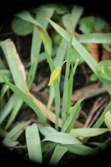 Tulipa sylvestris