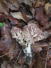 Ramaria botrytis