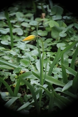 Tulipa sylvestris