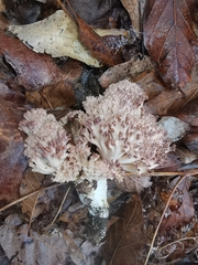 Ramaria botrytis