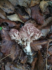 Ramaria botrytis