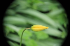 Tulipa sylvestris