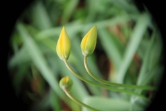 Tulipa sylvestris