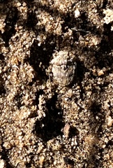 Gelastocoris oculatus