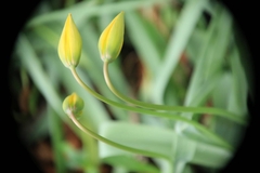 Tulipa sylvestris