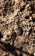 Gelastocoris oculatus