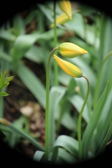 Tulipa sylvestris