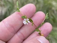 Stellaria humifusa