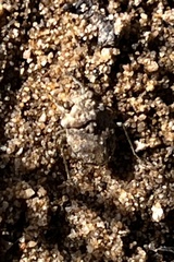Gelastocoris oculatus