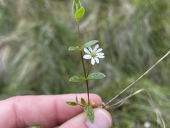 Stellaria humifusa