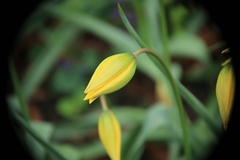 Tulipa sylvestris