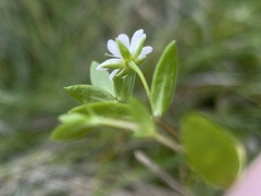Stellaria humifusa